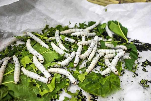 過去種來養蠶，如今成養生菜，清肺養肝，10元一斤你吃過嗎？