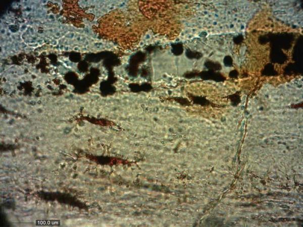 在恐龍骨頭中發現膠原蛋白，距今2億年？