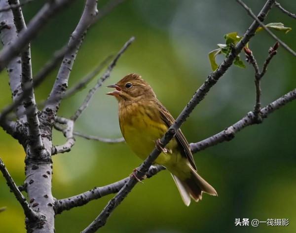 校園候鳥季之——慄鵐、鐵爪鵐