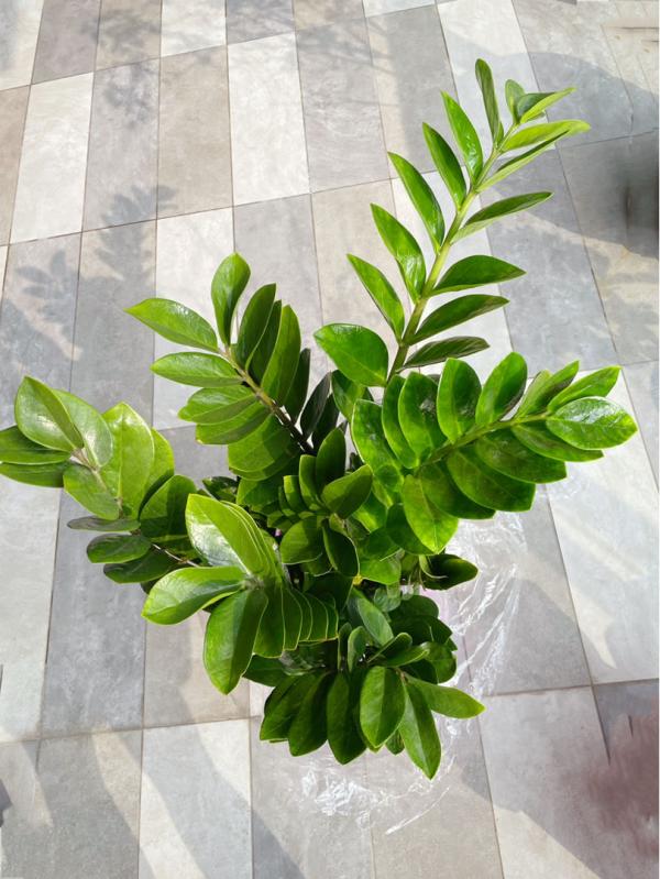 30種觀葉植物，能觀賞也淨化空氣，總有一種你養過