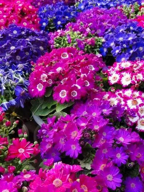 多姿多彩瓜葉菊