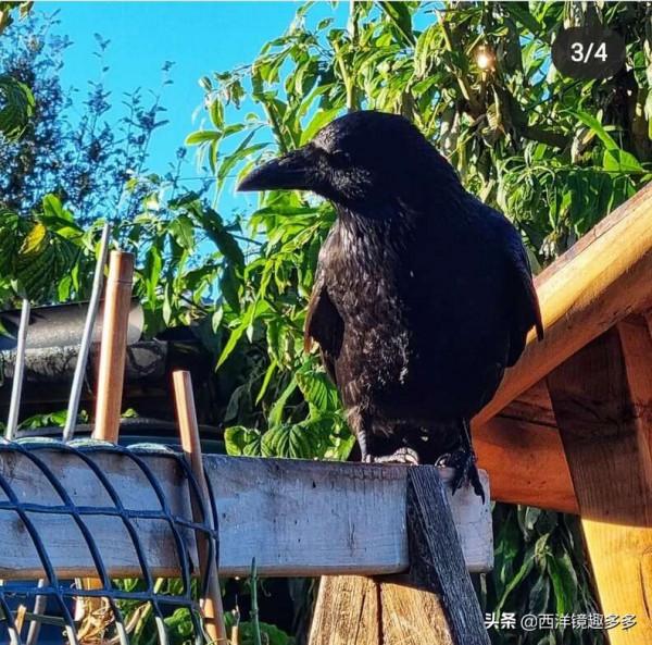 烏鴉的報恩，在你最需要的時候，我會陪在你身邊，太有靈性了