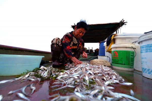 太湖銀魚該不該移植?曾經被引入21個省,如今變成“燙手山芋”? 太湖銀魚該不該移植?曾經被引入21個省,如今變成“燙手山芋”?