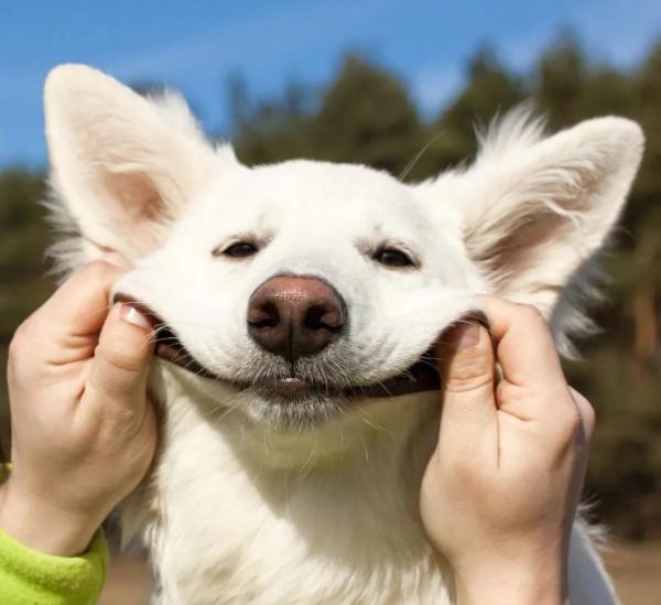 十二生肖的起源 十二生肖的起源