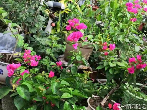 天台花園VS低層庭院，哪裡養花更方便？