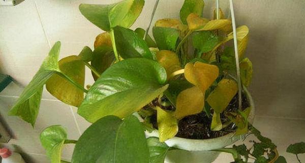 你過來，我告訴你秋冬季植物怎樣養護？