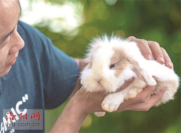 高新區豐李鎮崔昆明：養殖寵物兔 走上增收路