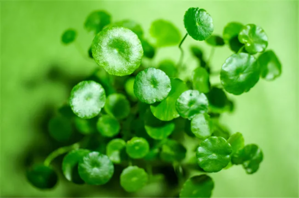 有錢人家的客廳，什麼花都可以不養，但這10種植物應該有