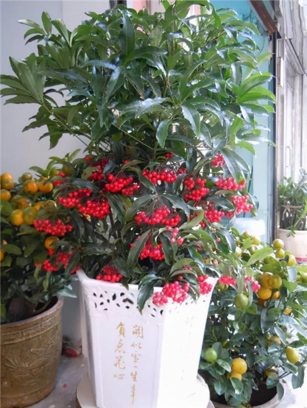 7種“漂亮花”紅火又吉利,冬天養一盆,花期在春節,旺財旺事業 7種“漂亮花”紅火又吉利,冬天養一盆,花期在春節,旺財旺事業