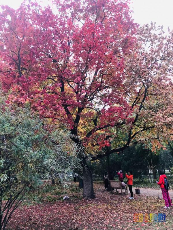 在地壇送別晚秋 在地壇送別晚秋