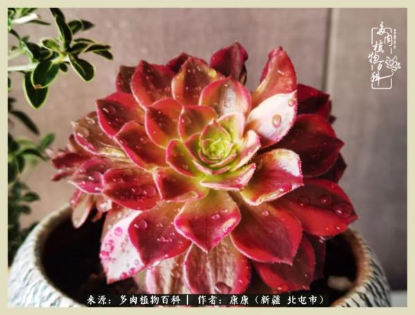 遠處都是風景，近處全是人生，眼前卻是多肉