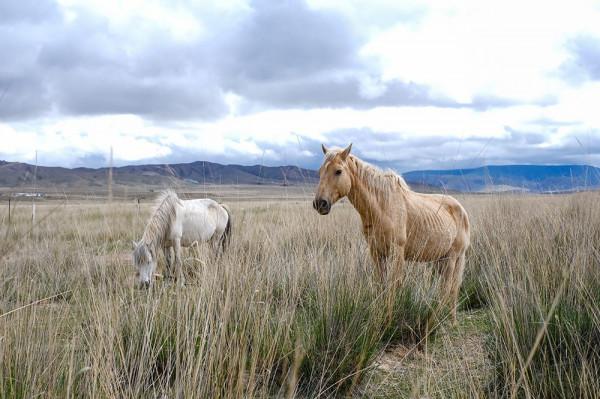 標緻4008環青海長測Day9：鳥島叫“蚊子島”，沿青海沿線達剛察！