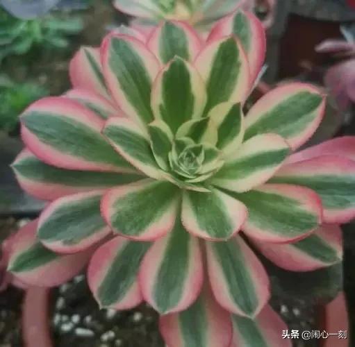 分享——不一樣的多肉