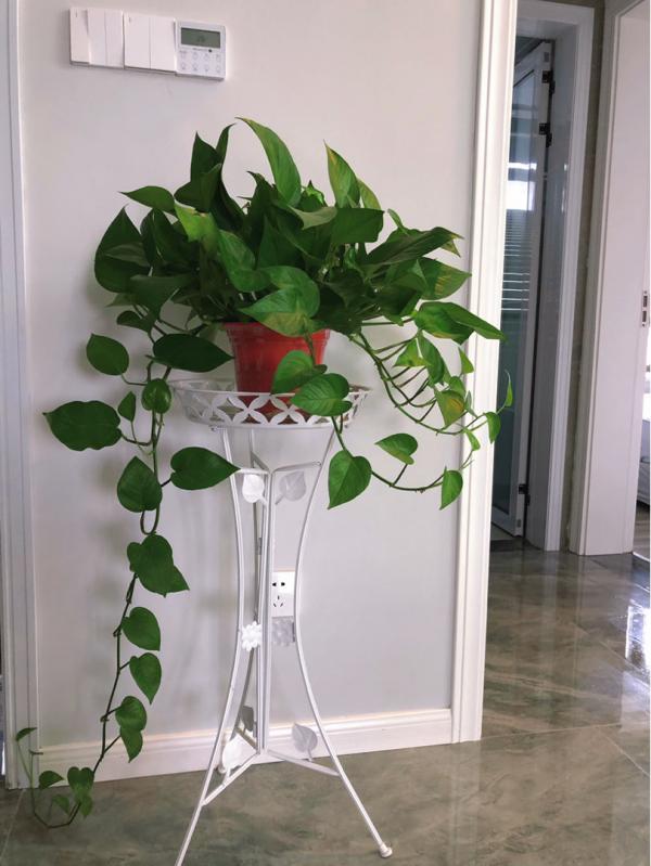 8種花,是個人就能養好,為啥我養不好 8種花,是個人就能養好,為啥我養不好