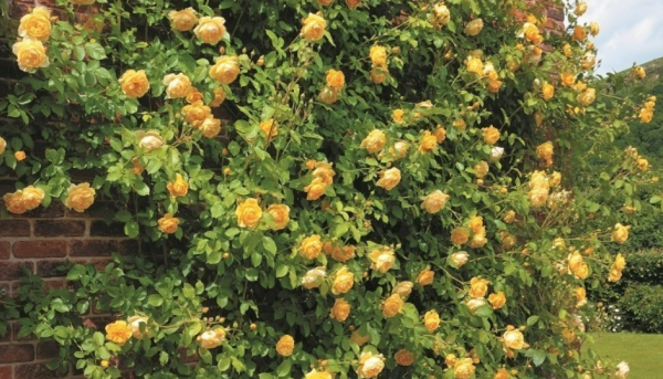 適合庭院栽種的4種植物,摸清喜好照顧,個個花期超過半年 適合庭院栽種的4種植物,摸清喜好照顧,個個花期超過半年