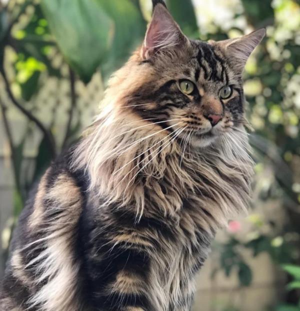 打貓真的有用嗎？