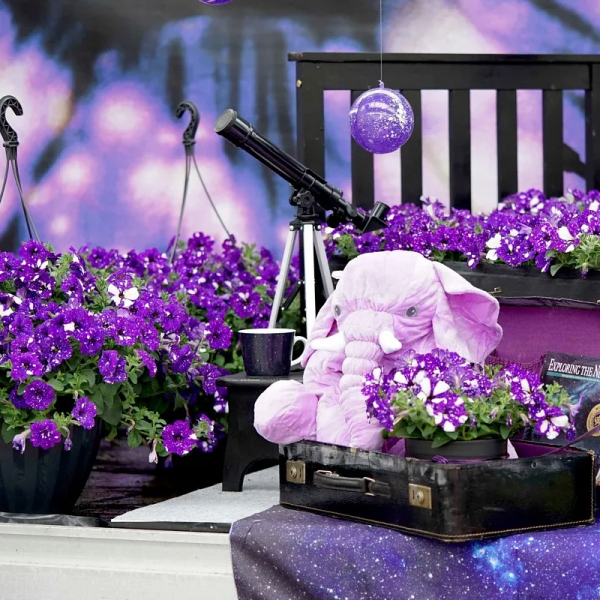 網紅矮牽牛品種介紹：愛慕系列、天空家族系列、花衣系列等