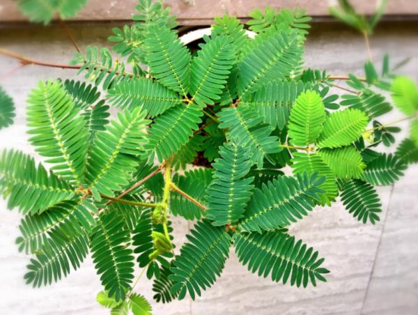 養高質量含羞草，園林師說做好“5項措施”，2個月開滿盆的小粉花