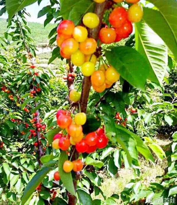 缺德商販，把“綠化草”包裝成“進口花”來賣，上當的人真不少