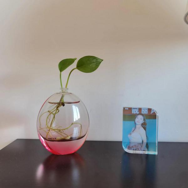 曬曬家裡的小綠植