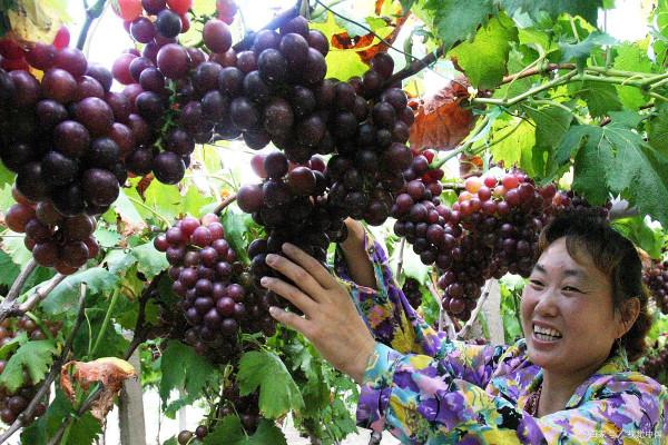 院子裡不能種葡萄樹？家人出事就賴葡萄樹？是科學還是迷信？