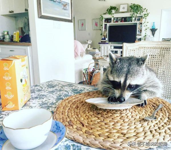 樹上掉下浣熊寶寶,她接納小生命成為家人,見證了一段奇妙的友誼 樹上掉下浣熊寶寶,她接納小生命成為家人,見證了一段奇妙的友誼