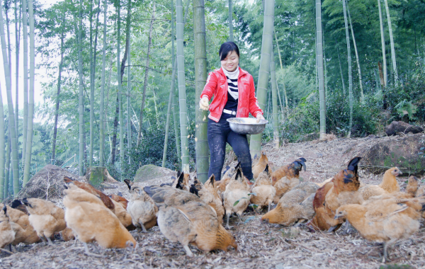 農村“林下養雞”專案如今人去林空,有人因此轎車變摩托,為啥? 農村“林下養雞”專案如今人去林空,有人因此轎車變摩托,為啥?