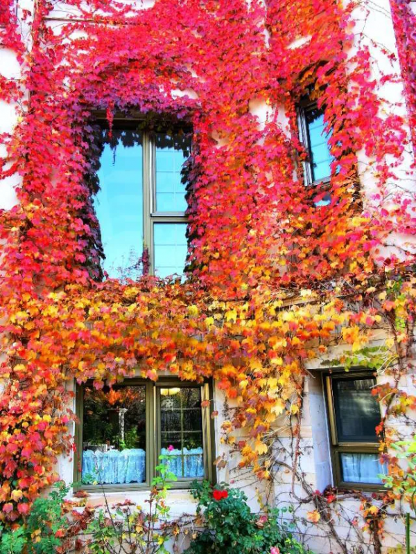 東北花友走遍歐洲著名花園,回國後建了座四季有花的北方花園 東北花友走遍歐洲著名花園,回國後建了座四季有花的北方花園