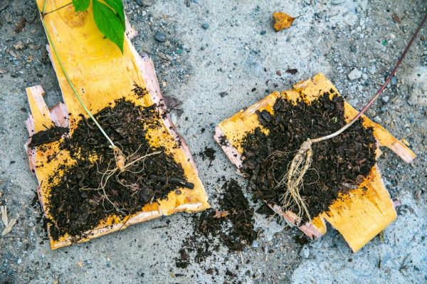 一根野山參800元？綁紅繩、供奉山神，長白山挖參人的千古規矩