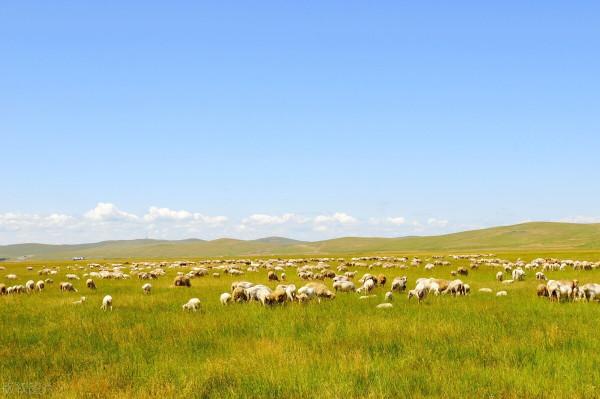 圖片分享一一乎倫貝爾大草原美景