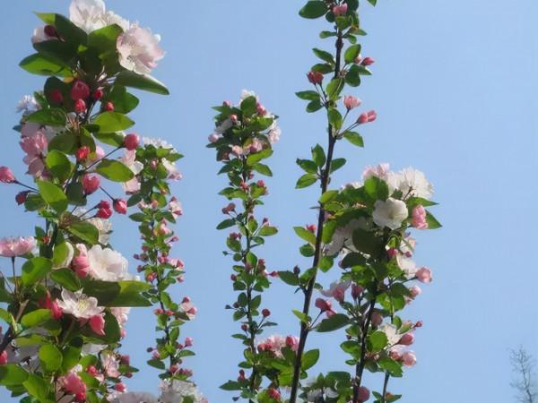春暖花開賞花時，教你辨識這幾種相似的花，別再被朋友說不懂花了