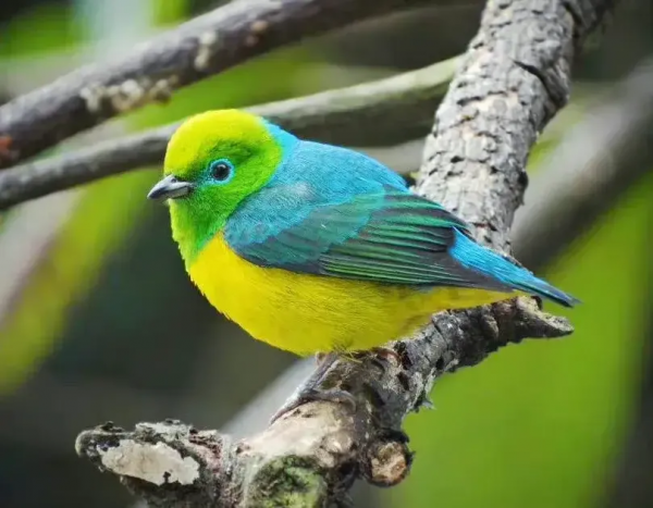 珍稀鳥兒60種，喜歡的來看了