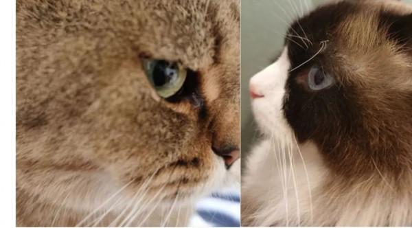 我經常出差旅遊,家裡的兩隻貓一隻狗怎麼辦呢? 我經常出差旅遊,家裡的兩隻貓一隻狗怎麼辦呢?