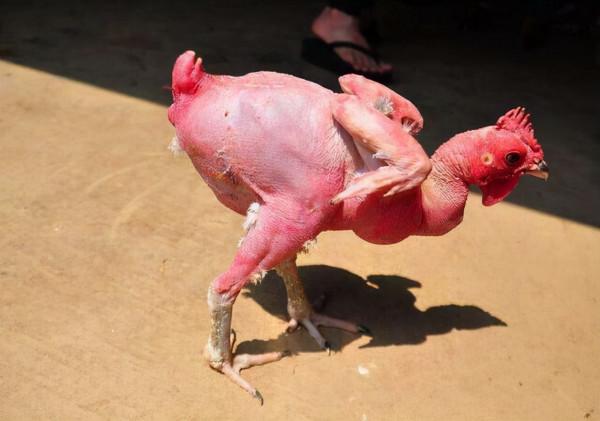 以色列科學家培育出“無毛雞”,產蛋能力提升20%,長肉速度飛快 以色列科學家培育出“無毛雞”,產蛋能力提升20%,長肉速度飛快