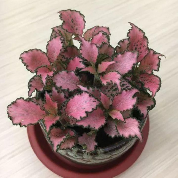 她家從不養綠蘿，就養4種“顏值花”，葉子比花還好看