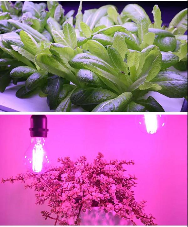 2021年中國植物照明產品出口情況分析