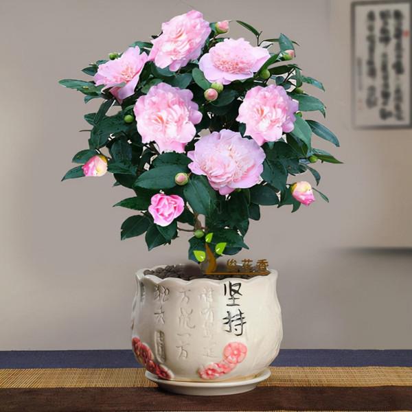 喜歡養花的朋友,不如養一顆比香水還香的茶花——香妃 喜歡養花的朋友,不如養一顆比香水還香的茶花——香妃