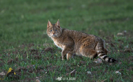生態向好，高原喵星人萌態歸來