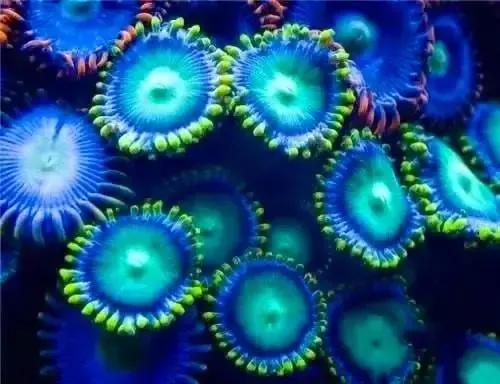 分享圖片&mdash;&mdash;海洋之花