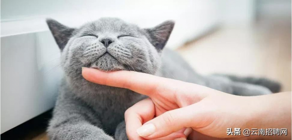 養貓和養狗的人性格差異很大！你瞭解自己真正的性格特質嗎？