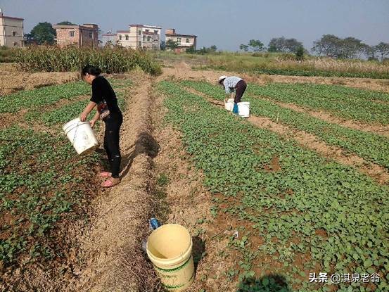 油菜育苗啥時好？如何培育大壯苗