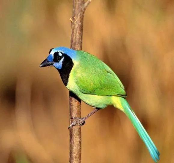 天生的超級壞蛋 天生的超級壞蛋