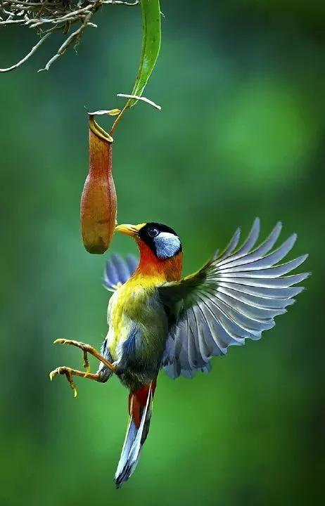 可愛漂亮的小鳥（圖片欣賞）