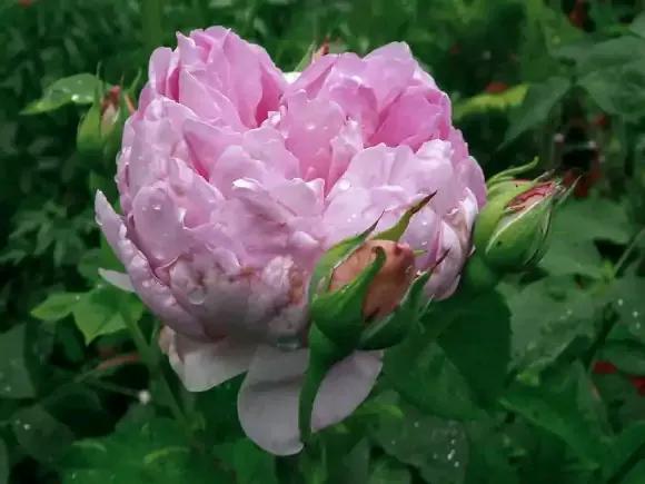 月季品種裡，據有牡丹月季之稱的6個品種，爭奇鬥豔，美不勝收