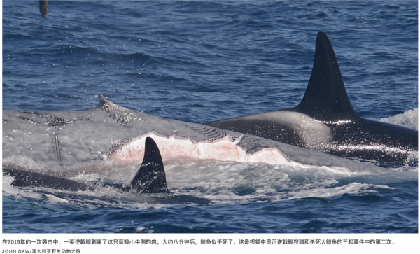 血腥影片證實，逆戟鯨莢可以殺死成年藍鯨