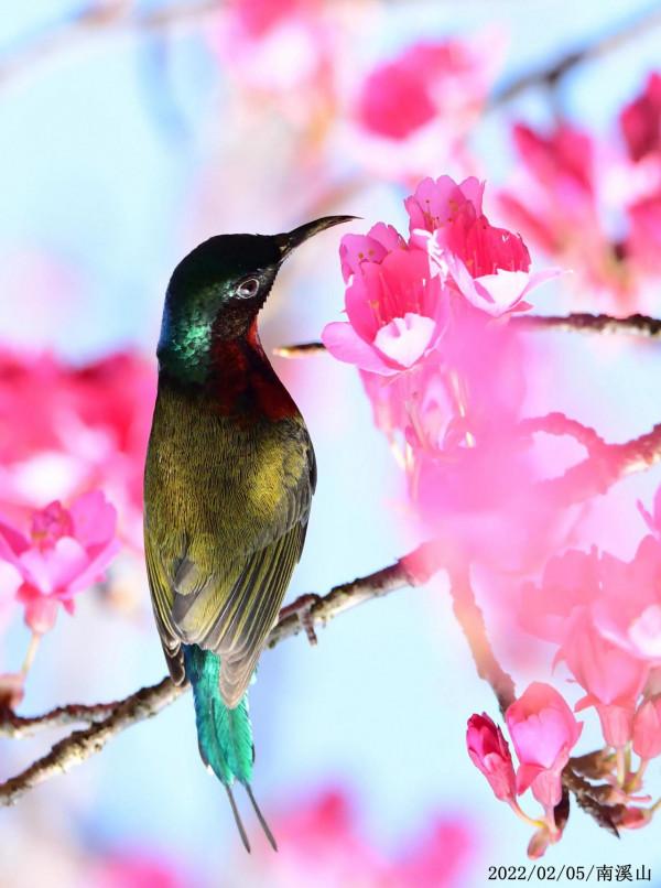 這是什麼鳥？顏值高