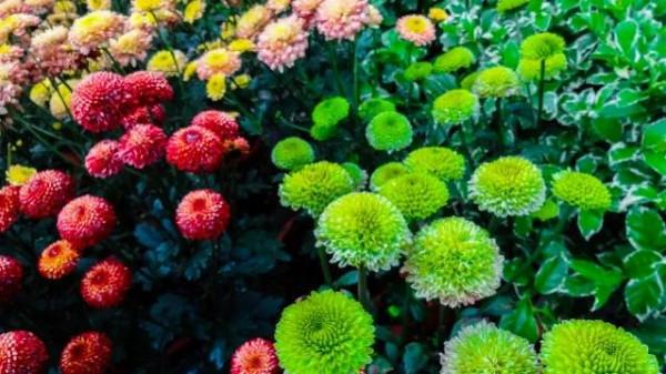 為祖國抗擊疫情加油時，來欣賞一下美景，看倒數第三張是什麼美味