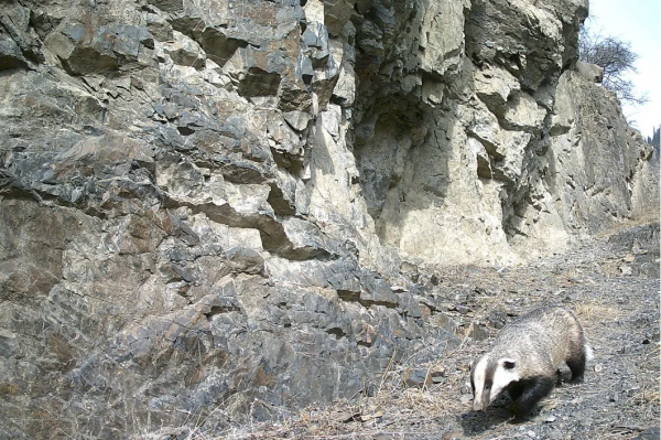北京生物圖鑑 | 亞洲狗獾