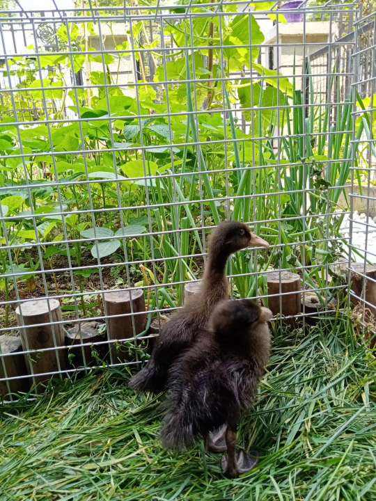 農村沒人住的小平房，8萬塊錢就能買下來，拿來養花正好