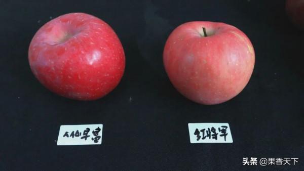 除了紅富士,種哪些品種能發財?這個論壇告訴你答案 除了紅富士,種哪些品種能發財?這個論壇告訴你答案